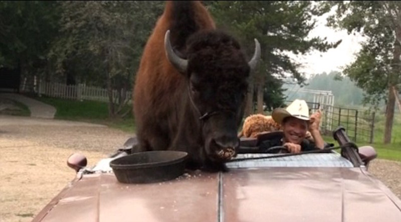 The Pet Buffalo That Rides In The Car To The Pub 3