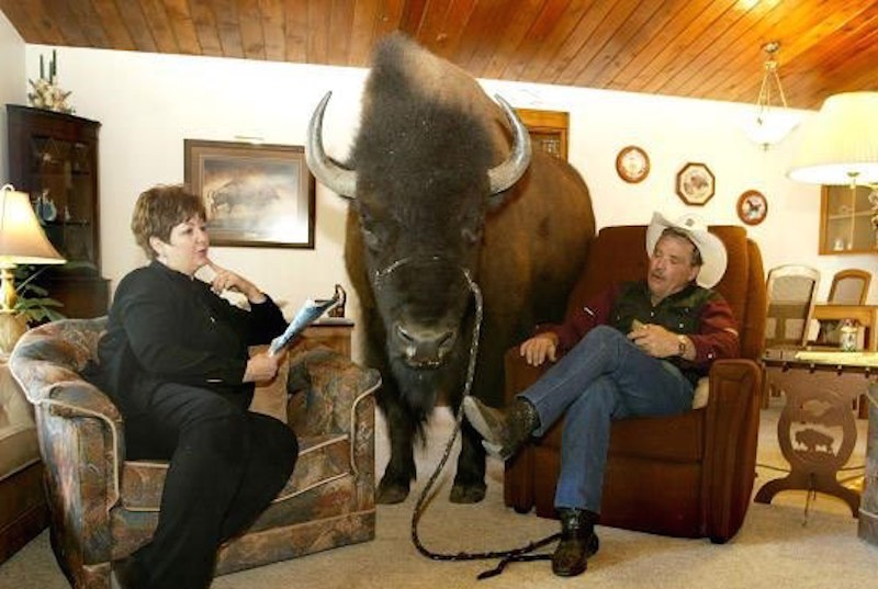 The Pet Buffalo That Rides In The Car To The Pub 5