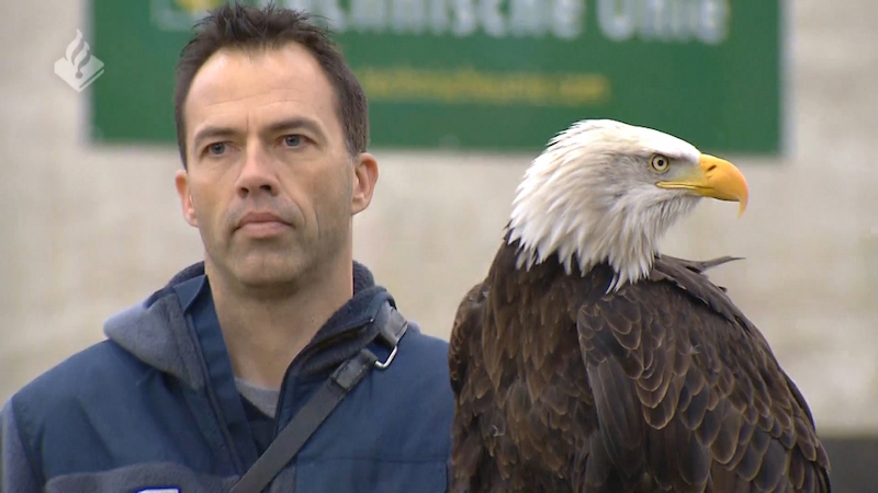 Dutch Police Use Trained Eagles to Tackle Drone Problem 2