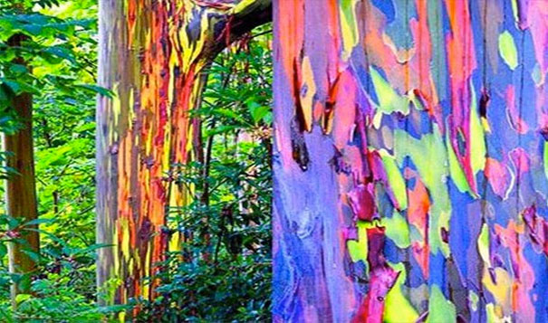 rainbow-trees